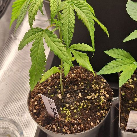 Bruised banana  growlog timeline photo
