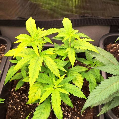 Banana krumble  growlog timeline photo