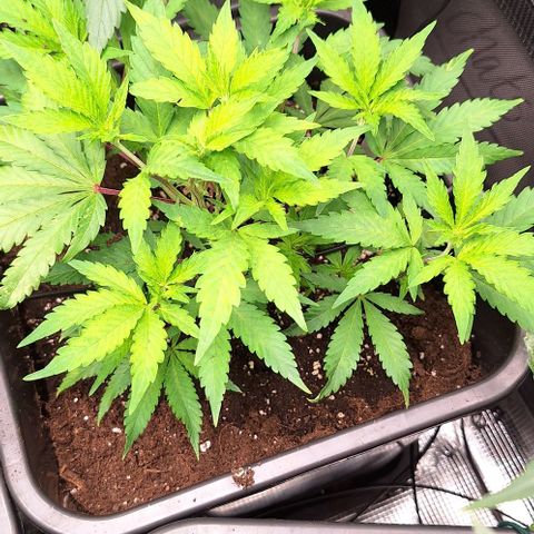 Bubblegum Blues growlog timeline photo