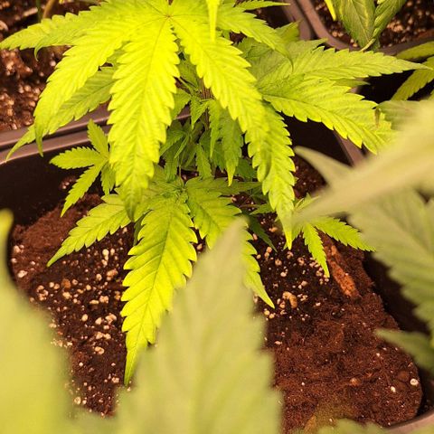 Bruised banana  growlog timeline photo