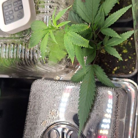 Bubblegum Blues growlog timeline photo