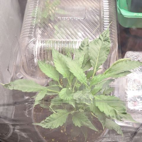 Bubblegum Blues growlog timeline photo