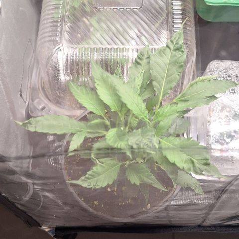 Bubblegum Blues growlog timeline photo