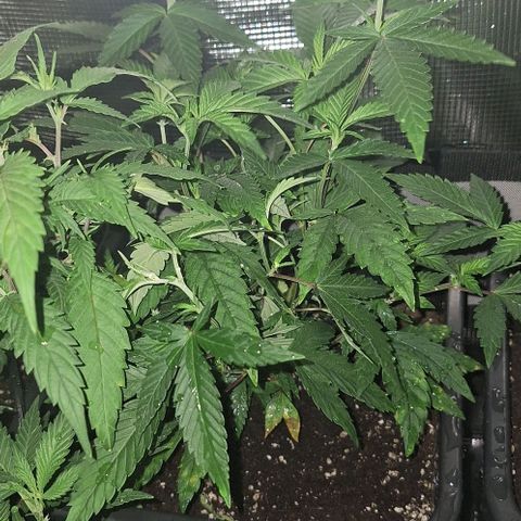 Banana krumble  growlog timeline photo