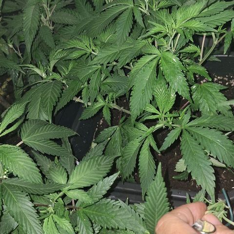 Bubblegum Blues growlog timeline photo