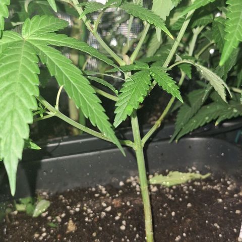 Bruised banana  growlog timeline photo