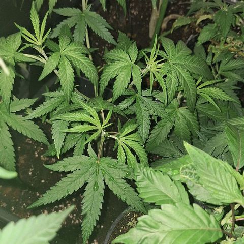 Bruised banana  growlog timeline photo