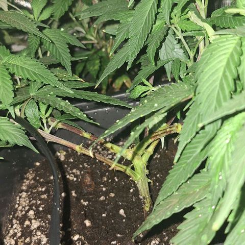 Génétique inconnue growlog timeline photo