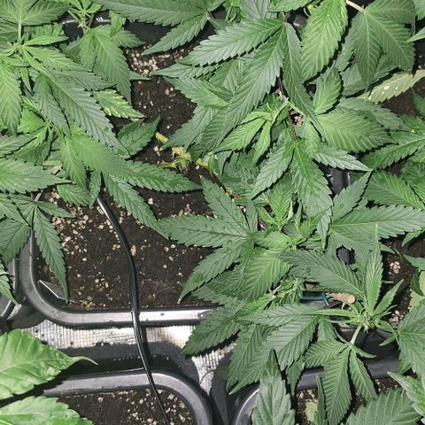 Génétique inconnue growlog timeline photo