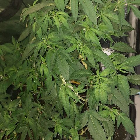 Bubblegum Blues growlog timeline photo