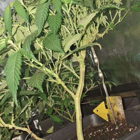 Bubblegum Blues growlog timeline photo