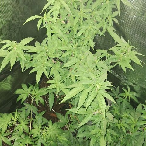 Bubblegum Blues growlog timeline photo