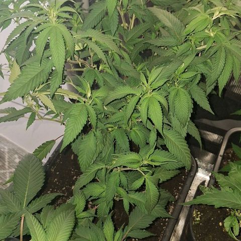 Bubblegum Blues growlog timeline photo