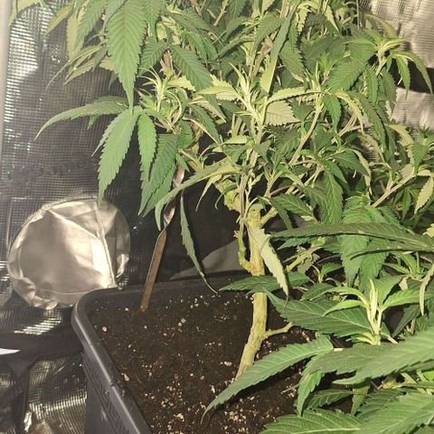 Bubblegum Blues growlog timeline photo