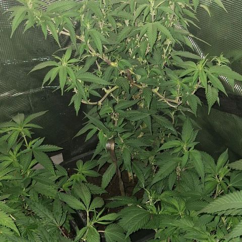 Bubblegum Blues growlog timeline photo