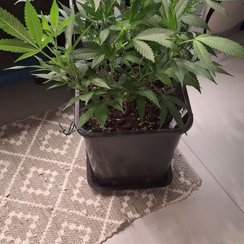 Génétique inconnue growlog timeline photo