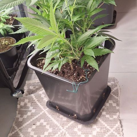 Génétique inconnue growlog timeline photo