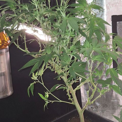 Bubblegum Blues growlog timeline photo