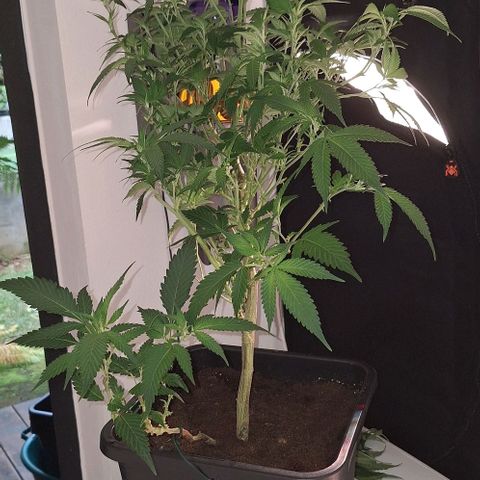 Bubblegum Blues growlog timeline photo