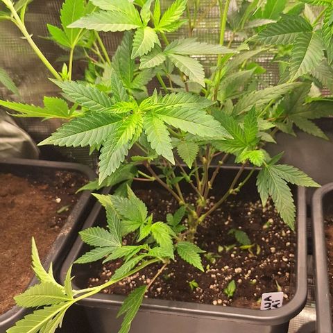 Banana krumble  growlog timeline photo