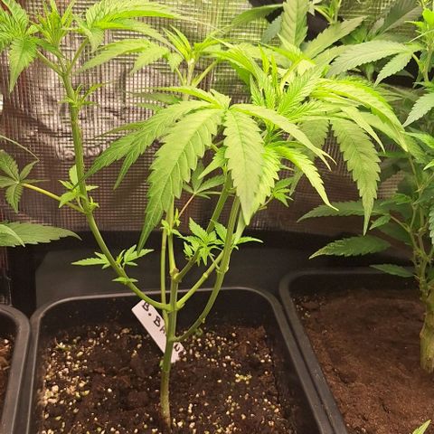 Bruised banana  growlog timeline photo