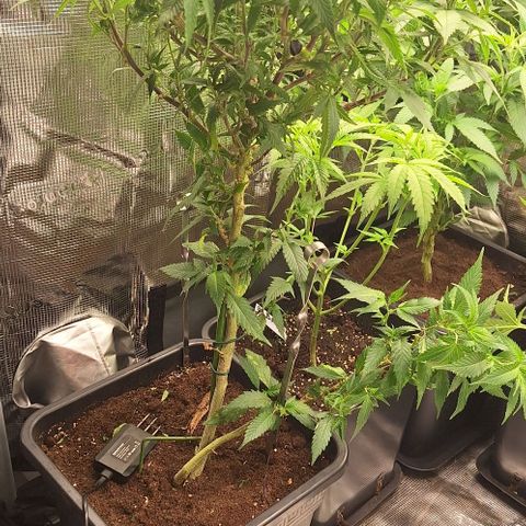 Bubblegum Blues growlog timeline photo