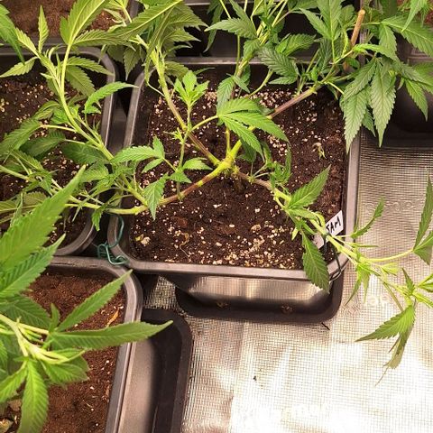Génétique inconnue growlog timeline photo