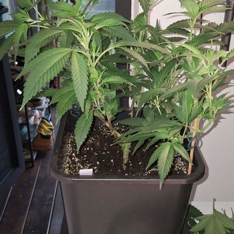 Génétique inconnue growlog timeline photo