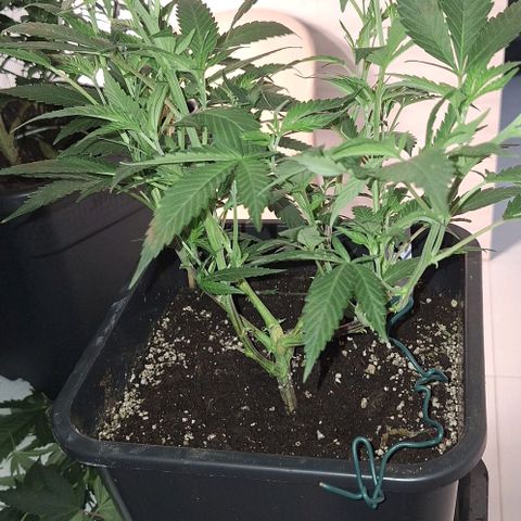 Génétique inconnue growlog timeline photo