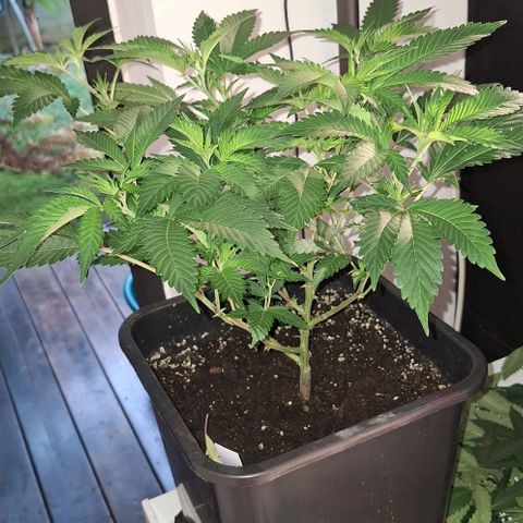 Bubblegum Blues growlog timeline photo