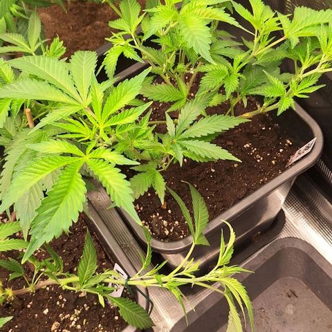 Bubblegum Blues growlog timeline photo