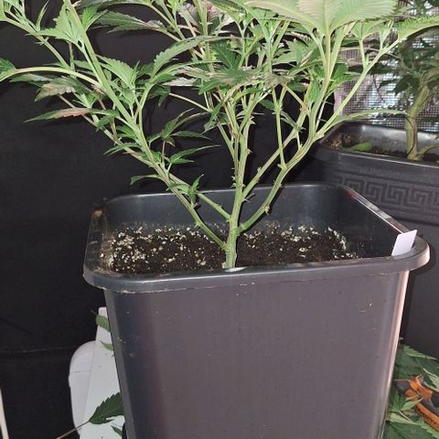 Bubblegum Blues growlog timeline photo
