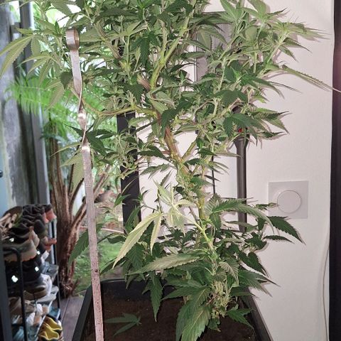 Bubblegum Blues growlog timeline photo
