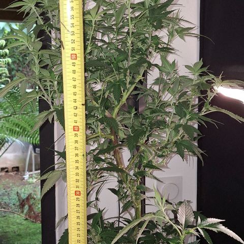 Bubblegum Blues growlog timeline photo