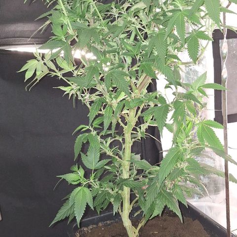 Bubblegum Blues growlog timeline photo