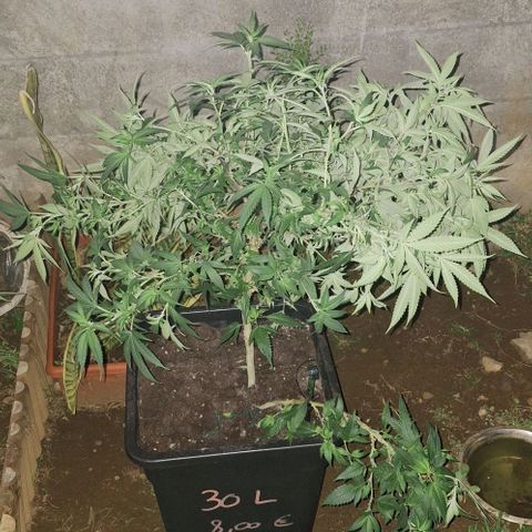 Bubblegum Blues growlog timeline photo