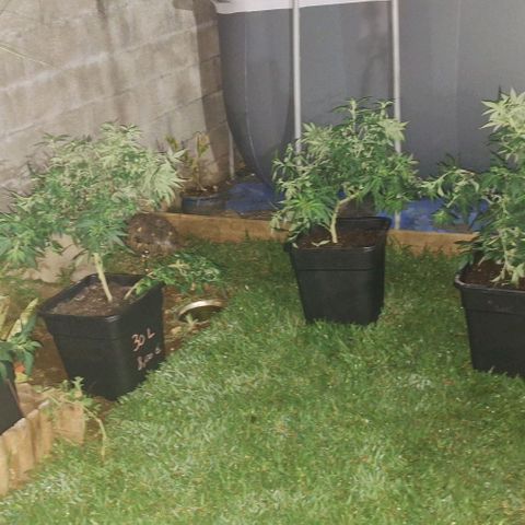Bubblegum Blues growlog photo: Floraison extérieur