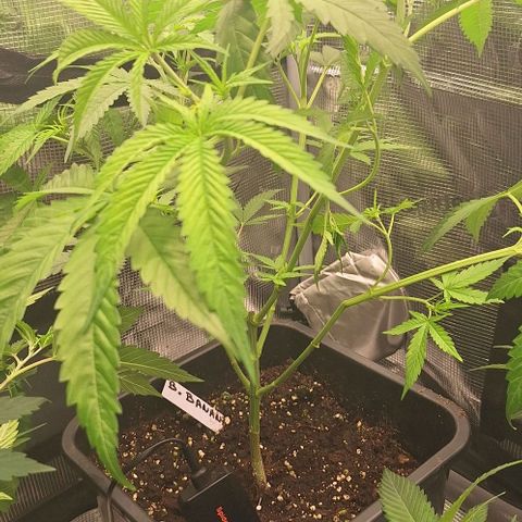 Bruised banana  growlog timeline photo