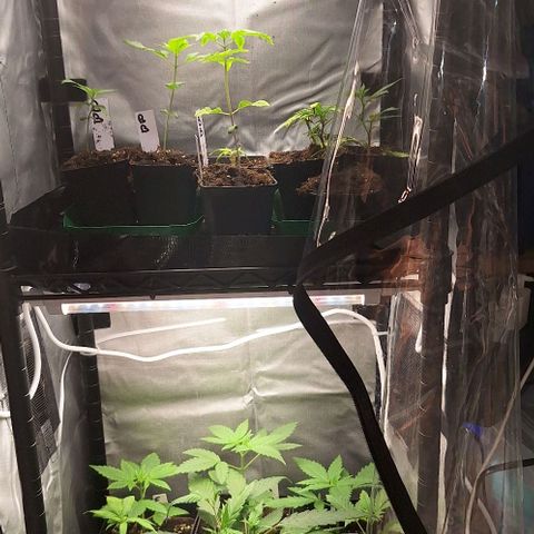 Bubblegum Blues growlog timeline photo