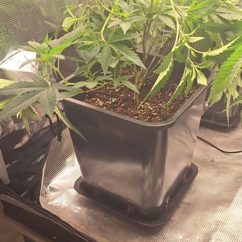 Banana krumble  growlog timeline photo