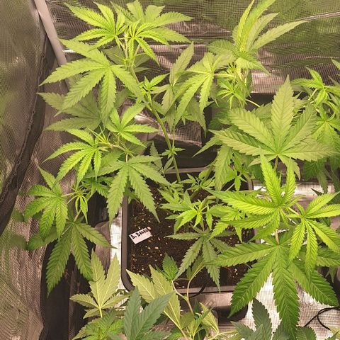 Bruised banana  growlog timeline photo