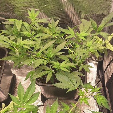 Génétique inconnue growlog timeline photo