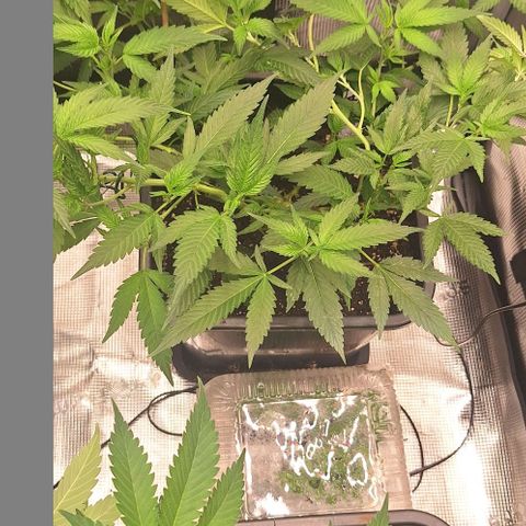 Génétique inconnue growlog timeline photo