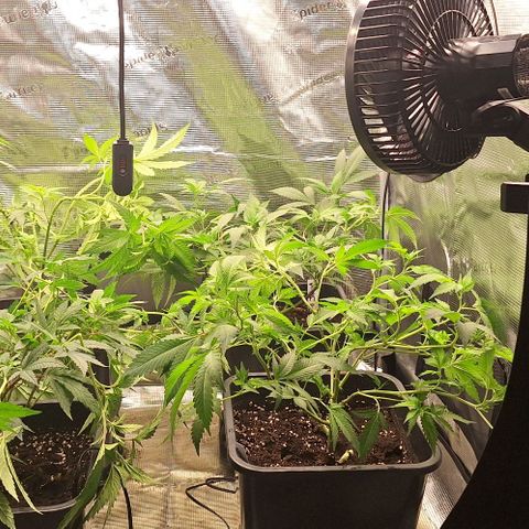 Bubblegum Blues growlog timeline photo