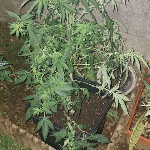 Bubblegum Blues growlog timeline photo