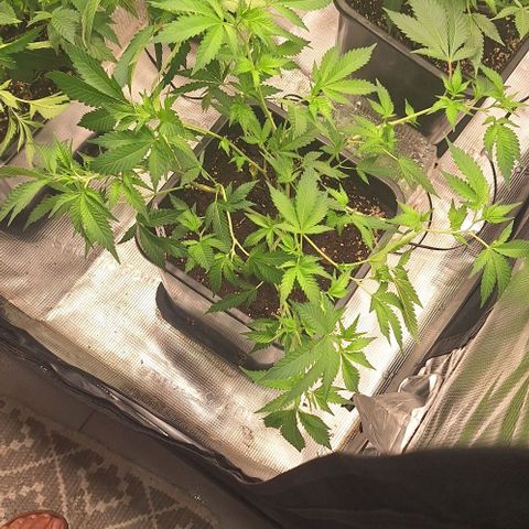 Bubblegum Blues growlog timeline photo