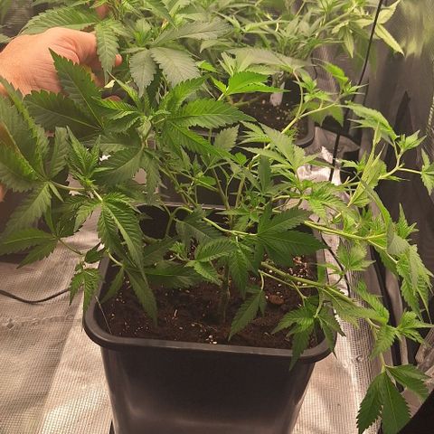 Bubblegum Blues growlog timeline photo
