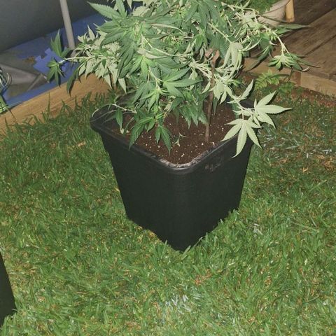 Bubblegum Blues growlog timeline photo