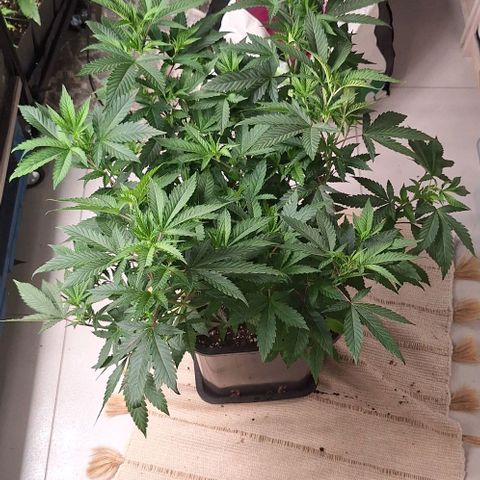 Banana krumble  growlog timeline photo