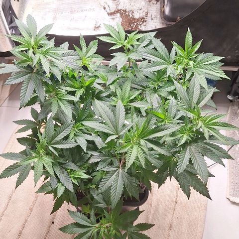 Banana krumble  growlog timeline photo